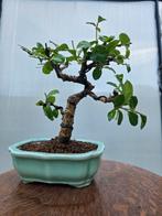 carmona bonsai, Ophalen, Halfschaduw, Overige soorten, Minder dan 100 cm