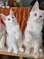 Prachtige Maine Coons kittens met stamboom, Dieren en Toebehoren, Katten en Kittens | Raskatten | Langhaar, Meerdere dieren, Gechipt