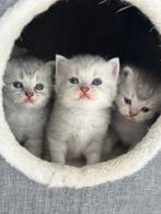 Britsekorthaar Kittens zilver shaded (blauwe ogen), Dieren en Toebehoren, Katten en Kittens | Overige Katten, Kater, Kortharig