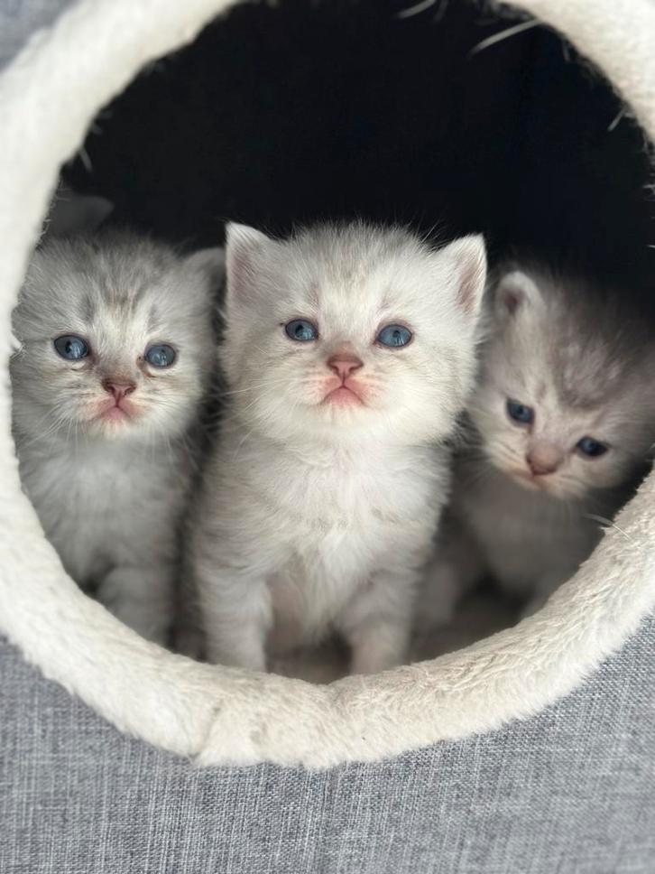 Britsekorthaar Kittens zilver shaded klaar voor nieuwe huis, Dieren en Toebehoren, Katten en Kittens | Overige Katten, Kortharig