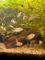 Baby hybride vissen te koop, Dieren en Toebehoren, Vissen | Aquariumvissen, Vis