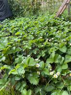 Deze aardbij planten, Tuin en Terras, Ophalen of Verzenden, Volle zon, Overige soorten, Minder dan 100 cm