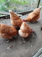 4 kippen, Dieren en Toebehoren, Vogels | Overige Vogels, Vrouwelijk
