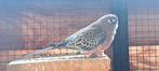 Bourkes  parkieten, Dieren en Toebehoren, Meerdere dieren, Parkiet