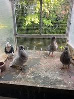 Jongen kroppers, piepers goed geteeld, Dieren en Toebehoren, Vogels | Duiven, Geslacht onbekend, Kropper