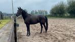 Leuke 5 jarige Ruin, Dieren en Toebehoren, Paarden, Ruin, 3 tot 6 jaar, Dressuurpaard