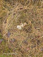 Ganzen eieren, Dieren en Toebehoren, Meerdere dieren, Gans of Zwaan