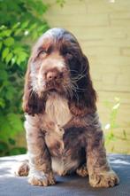 engelse cocker spaniel pups met stamboom, Dieren en Toebehoren, 8 tot 15 weken, Meerdere, Meerdere dieren, Spaniël