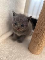 Britse korthaar kittens, Meerdere dieren, Ontwormd, 0 tot 2 jaar