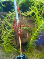 Vuurgarnalen cherry garnalen, Dieren en Toebehoren, Vissen | Aquariumvissen, Kreeft, Krab of Garnaal