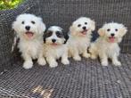 MALTIPOO PUPS  (  de laatste ), Nederland, CDV (hondenziekte), 8 tot 15 weken, Meerdere