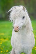 GEZOCHT een witte tinker of shetland pony, Dieren en Toebehoren, Pony's, Meerdere dieren, B pony (1.17m tot 1.27m), 0 tot 2 jaar