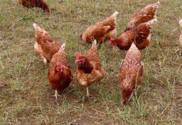 Bruine leghennen beschikbaar voor biedingen