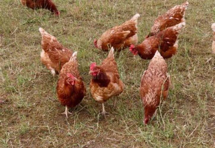 Bruine leghennen, Dieren en Toebehoren, Pluimvee, Kip, Vrouwelijk