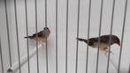 koppel tijgervinken, Dieren en Toebehoren, Vogels | Overige Vogels, Meerdere dieren, Tropenvogel, Geringd