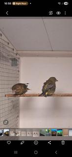 Groenling, Dieren en Toebehoren, Vogels | Overige Vogels, Meerdere dieren, Wildzangvogel