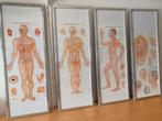 4 acupunctuur profesionele wandplaten praktijk inrichting., Ophalen, Gebruikt