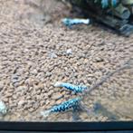 Aanbieding 10+2 Galaxy Boa mix garnalen aquarium bezorging, Dieren en Toebehoren, Vissen | Aquariumvissen, Kreeft, Krab of Garnaal