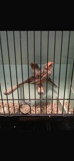 Koppel lizard 25, Meerdere dieren