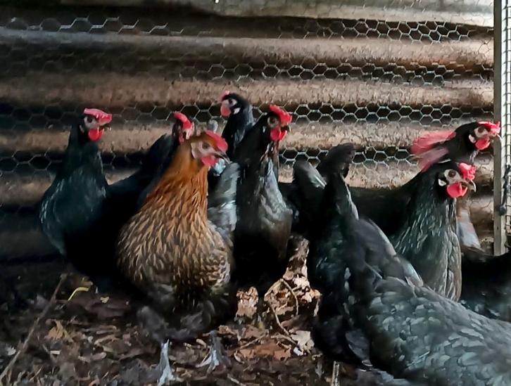 Jonge groenlegger hennen, Dieren en Toebehoren, Pluimvee, Kip, Vrouwelijk
