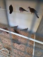 Diverse  tropische duiven, Dieren en Toebehoren, Meerdere dieren, Overige soorten