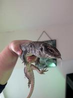 Steppevaraan, Dieren en Toebehoren, Reptielen en Amfibieën, Hagedis, 0 tot 2 jaar