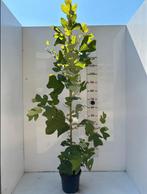 Liriodendron tulipifera (Tulpenboom) 🌿, Tuin en Terras, Planten | Bomen, Ophalen, Volle zon, Overige soorten, 100 tot 250 cm