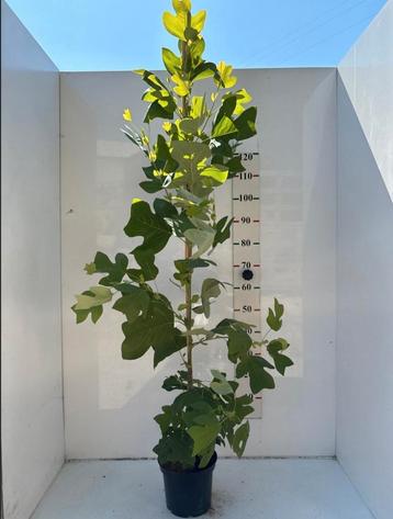Liriodendron tulipifera (Tulpenboom) 🌿 beschikbaar voor biedingen