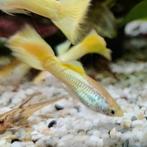 Lebistes reticulatus, Vis