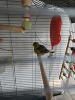 Vogel kooi en toebehoren, Dieren en Toebehoren, Ophalen, Metaal, Vogelkooi