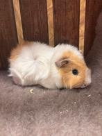 Cavia koppel zeugjes, Dieren en Toebehoren, Cavia, December, Vrouwelijk, Tam