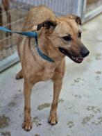 ACE: Greta is een echte huishond, Dieren en Toebehoren, Honden | Niet-rashonden, Particulier, Rabiës (hondsdolheid), Buitenland