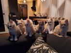 Schattige Main coon kittens!, Dieren en Toebehoren, Meerdere dieren, Ontwormd