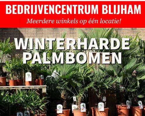 Winterharde palmbomen, Tuin en Terras, Planten | Bomen, Palmboom, Ophalen
