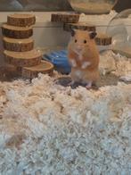 Hamster te koop met kooi (of los), Dieren en Toebehoren, Knaagdieren, Januari, Mannelijk, Hamster