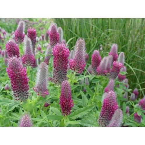 Zaden Trifolium rubens, Tuin en Terras, Bloembollen en Zaden, Zaad, Voorjaar, Volle zon, Verzenden