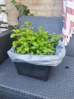 Citroenmeliise / Melissa officinalis in Big Pot /vaste plant, Volle zon, Vaste plant, Zomer, Ophalen