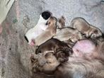 Mooie shih tzu pups te koop, Dieren en Toebehoren, Overige rassen, 8 tot 15 weken, Meerdere, Meerdere dieren
