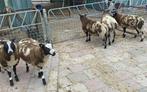 bonte rammen te koop, Mannelijk, Schaap, 0 tot 2 jaar