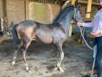 Onze Arie zoekt een nieuwe stal, Hengst, Minder dan 160 cm, Dressuurpaard, 0 tot 2 jaar