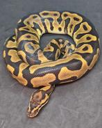 0.1 Leopard Yellowbelly 100%het Albino + Clown, Dieren en Toebehoren, Slang, 0 tot 2 jaar