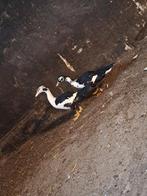 Muskus eenden, Dieren en Toebehoren, Pluimvee, Geslacht onbekend, Eend
