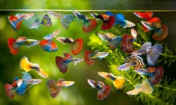  Guppen Actie – 10 stuks voor maar slechts € 29,50! beschikbaar voor biedingen