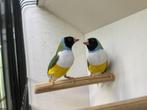 Gouldamadine 2 mannen zk wb adv 10, Dieren en Toebehoren, Vogels | Overige Vogels, Mannelijk, Tropenvogel, Geringd