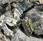 Armadillidium gestroi isopods, September, Meerdere dieren