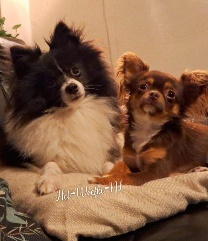 Pomeranian en Chihuahua Dekreu (Niet tekoop!), Dieren en Toebehoren, Honden | Dekreuen, Reu, Fokker | Hobbymatig, Eén hond, Nederland