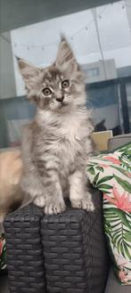 Maine Coon kittens, Dieren en Toebehoren, Katten en Kittens | Raskatten | Langhaar, Meerdere dieren, Ontwormd