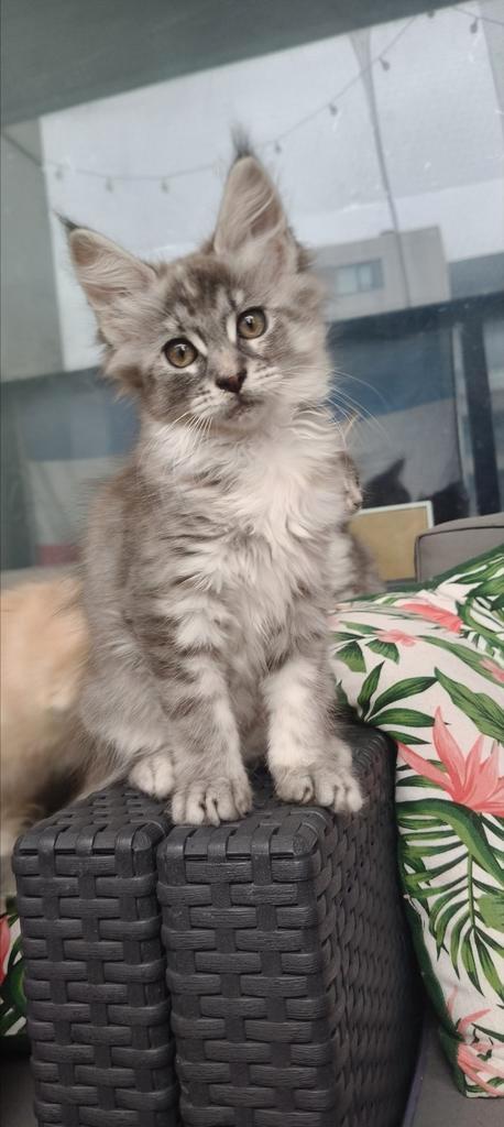 Maine Coon kittens, Dieren en Toebehoren, Katten en Kittens | Raskatten | Langhaar, Meerdere dieren, Ontwormd, Ingeënt
