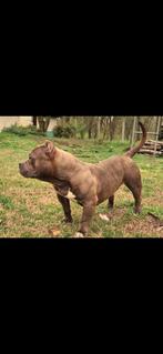American bully pocket dekreu, Dieren en Toebehoren, Particulier, Rabiës (hondsdolheid), Reu, 1 tot 2 jaar