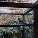 Koppel Groenvleugelduiven, Dieren en Toebehoren, Meerdere dieren, Tropenvogel, Geringd